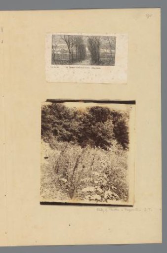 Study with thistles