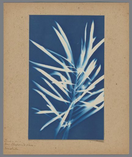 Photogram of plant, "Tree-in Gov. Cleghorn's Place, Honolulu"