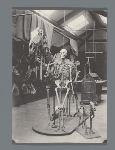 Three skeletons: a horse, a human, and a dog