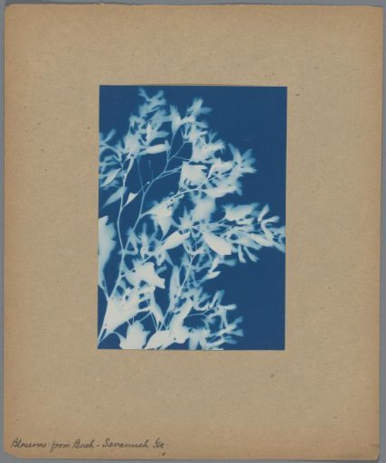 Plant (Blossoms from Bush, Savannah, Ga.)