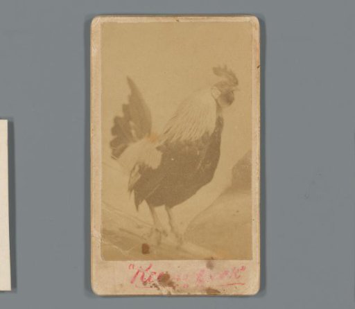 Portrait of a rooster as advertisement for the wholesale trade in wine and liqueur of Isaac W. Keim in Reading, Pennsylvania