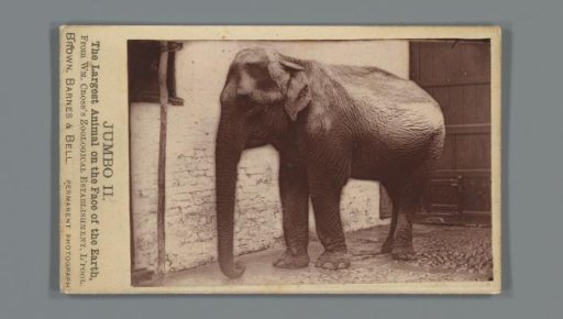 Elephant named 'Jumbo II' from animal dealer William Cross of Liverpool