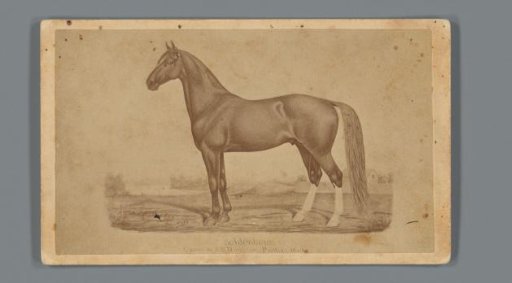 Photographic reproduction of a drawn horse named Goldenbow offered by A.B. Donelson in Pontiac, Michigan