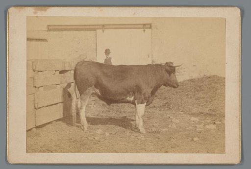 Two-year-old Holstein bull, bred by William M. Singerly in Philadelphia, Pennsylvania