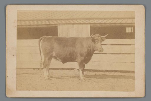 Advertisement with a Two-Year-Old Bull, Bred by William M. Singerly in Philadelphia