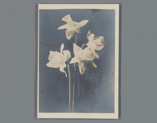 Four Blooming Narcissi, Advertisement for Breakfast Cereals of The Malted Cereal Company