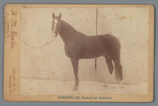 Advertisement with racehorse Harleigh