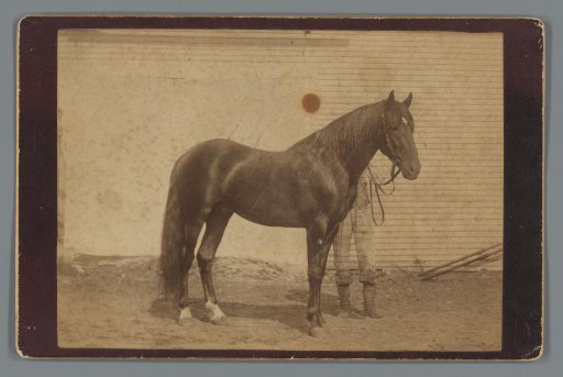 Advertisement with racehorse Greenmont