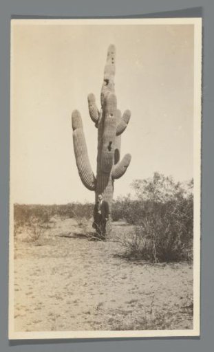 Man posing in front of a giant cactus, Palm Springs