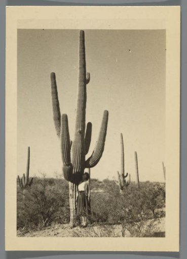 Young woman posing in front of a giant cactus, with more cacti in the background, Arizona