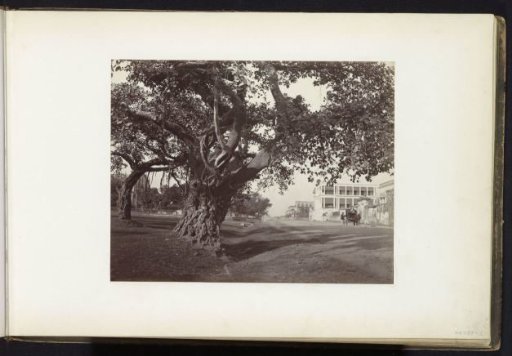 Street view with a huge tree at St. Paul's Cathedral (to the left) in Kolkata, West Bengal, India