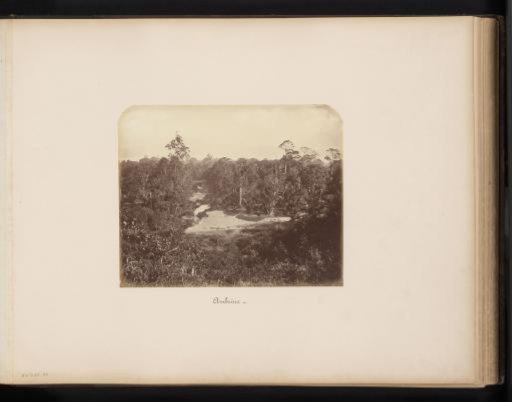 Trees and a partially dried-up riverbed on the island of Ambon