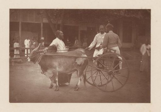 Men and bullock cart in Colombo, Sri Lanka