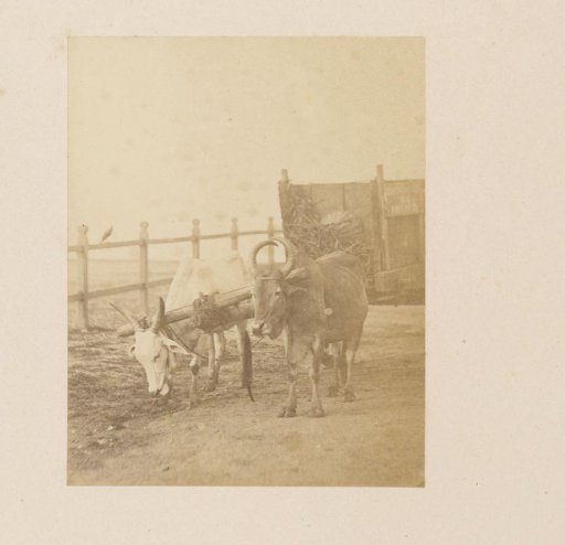 Bullock cart in Colombo, Sri Lanka