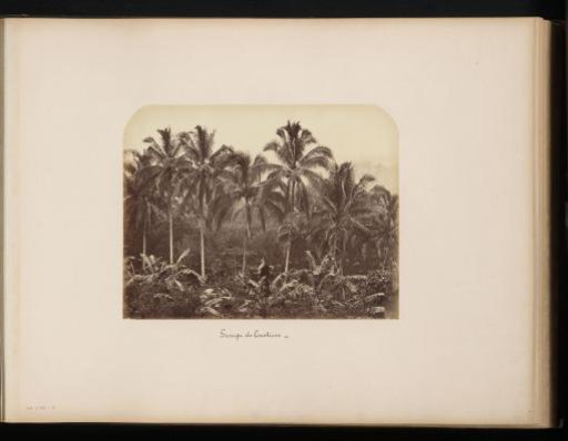 Group of coconut palms in the Dutch East Indies