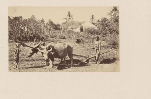 Portrait of two Indonesian boys plowing with two buffaloes