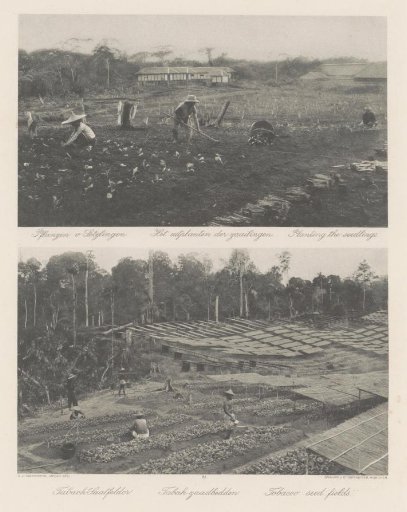 Planting of Seedlings (Top) and Tobacco Seedbeds (Bottom) in Sumatra