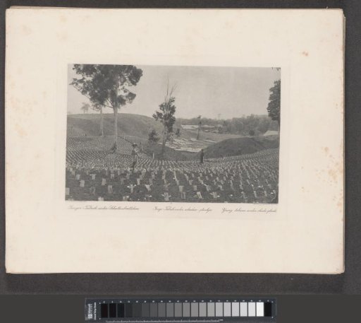 Young tobacco plants under shade boards on Sumatra