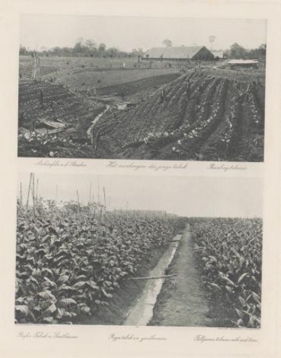 Planting of tobacco (top) and field with ripe tobacco and seed trees (bottom) on a plantation in Sumatra