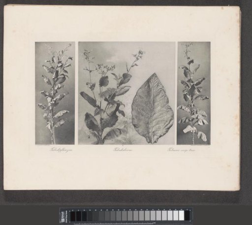 Tobacco leaves (left, center, right)