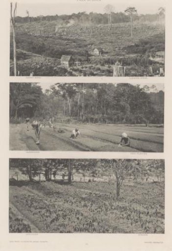 Rubber plantation on Sumatra: felled forest (top), seedbeds (middle), seedlings (bottom)