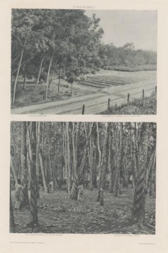 Field with six-year-old plantation (top) and tapping of latex (bottom) on a rubber plantation on Sumatra