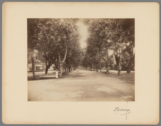 Tree-lined avenue in Padang