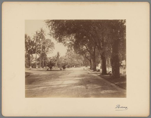 Tree-lined road, Padang