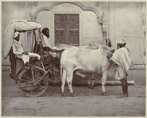 Carriage drawn by cattle