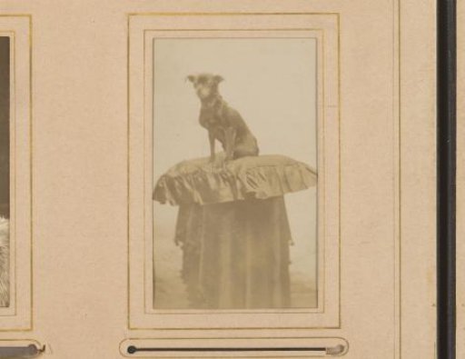 Portrait of a dog on a cushion