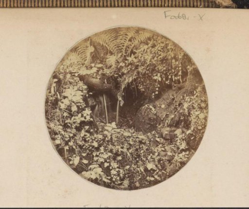 Ferns and other woodland plants in England