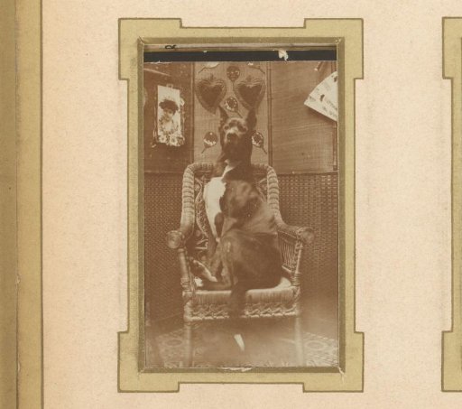Seated Dog on a Chair