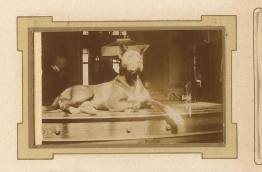 Dog Lying on a Table