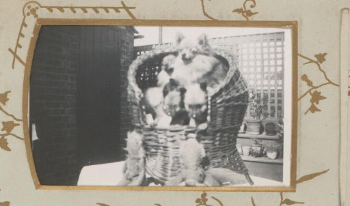 Dogs in a basket