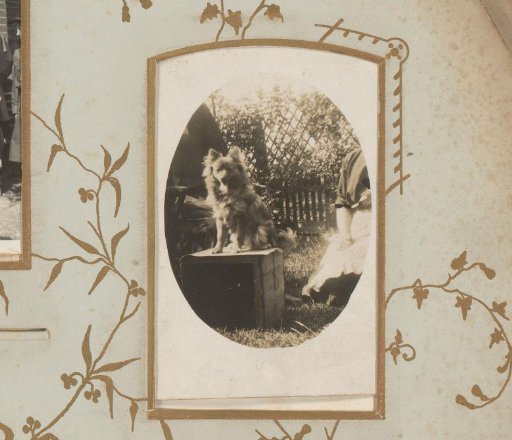 Portrait of a Dog on a Chest