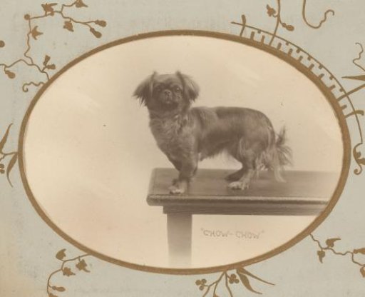 Portrait of a dog