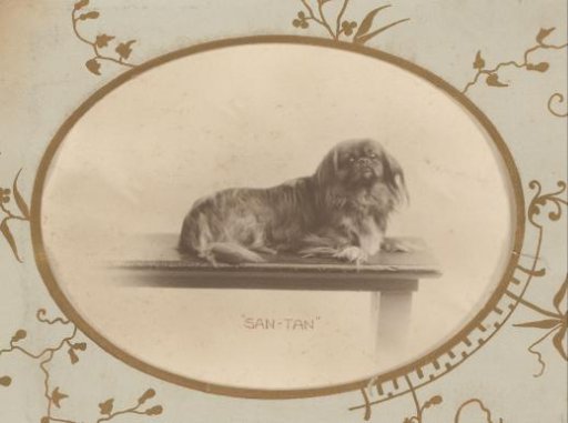 Portrait of a dog