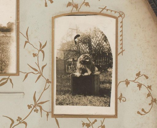 Portrait of a dog on a trunk in a garden