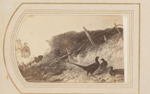 Photographic reproduction of Pheasant by Richard Ansdell
