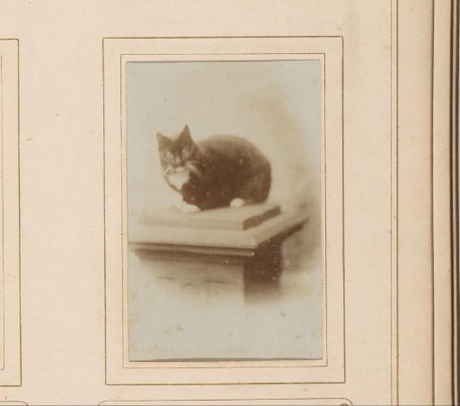 Cat Sitting on a Pillar