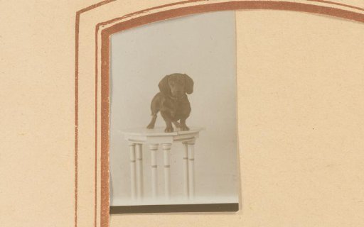 Dog, standing on a table
