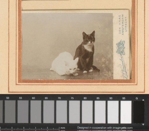 Two cats