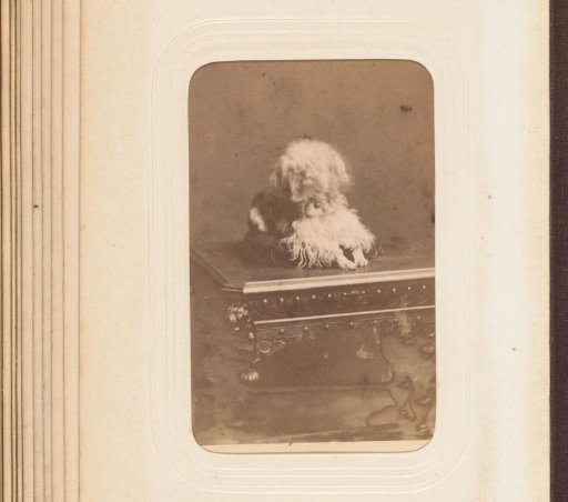 Portrait of a dog on a low table