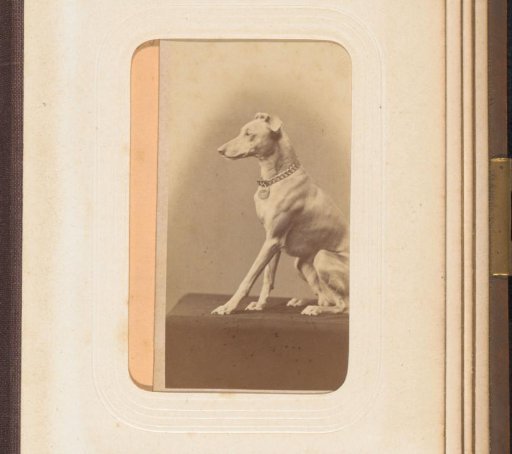 Portrait of a sitting dog
