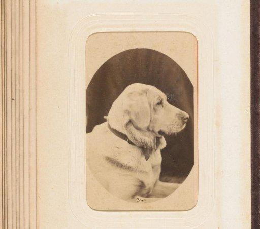 Portrait of a dog