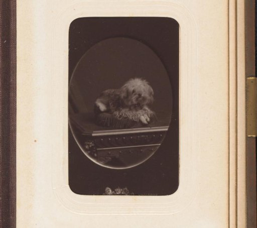 Portrait of a dog