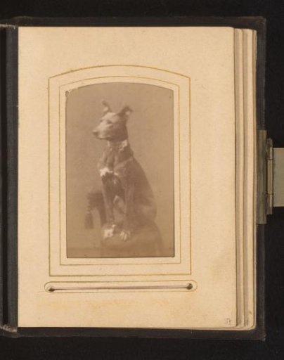 Dog, seated on a chair