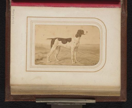 Photographic reproduction of a painting of an English Pointer by Hieronymus Sperling