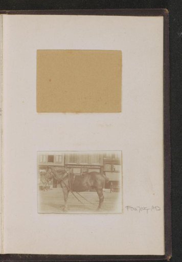 Draft horse for a steam coffee roastery, probably in an Amsterdam street