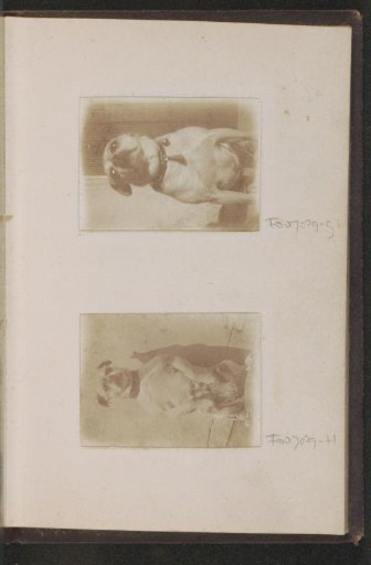 Portrait of a pug, sitting